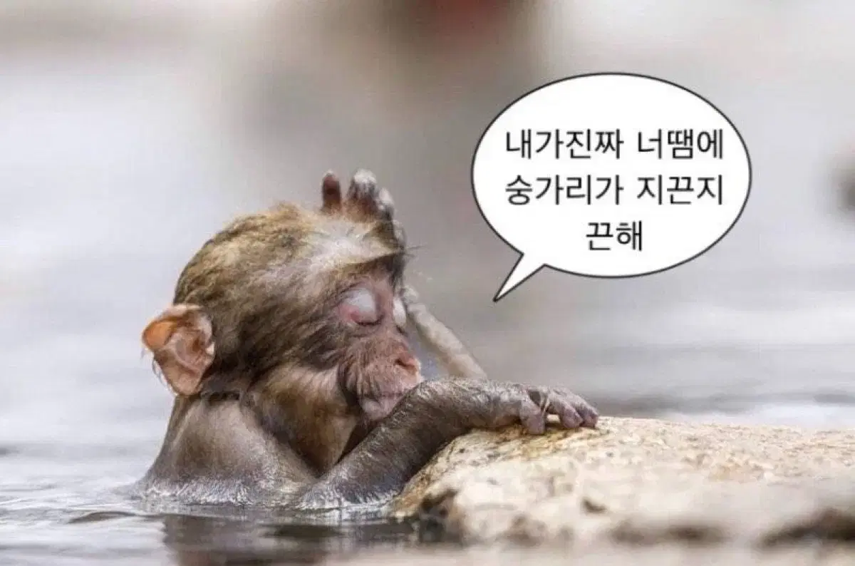 맥심 24년1월~11월 A형